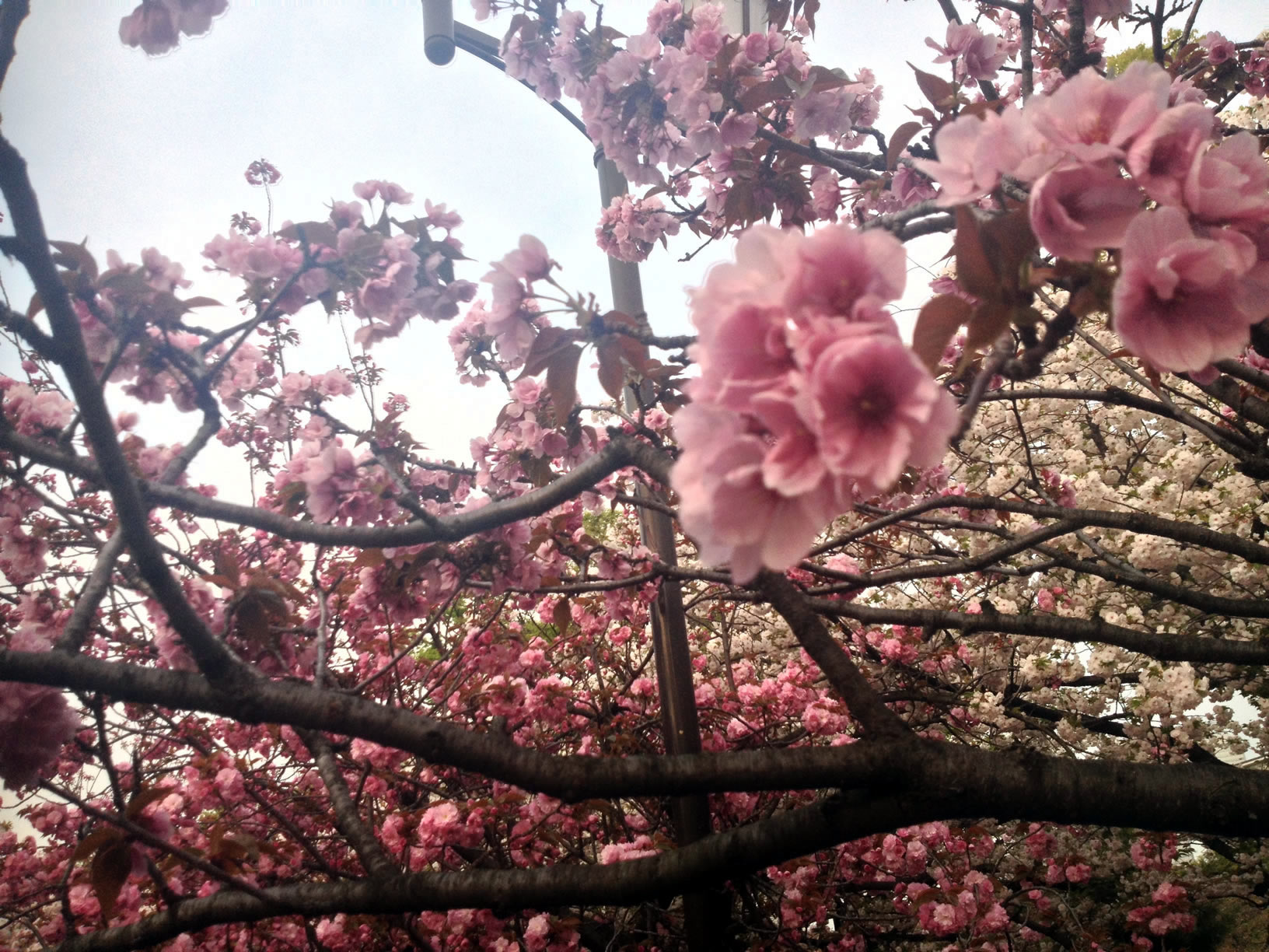 2014年の造幣局桜の通り抜け09 2014年の造幣局桜の通り抜け09